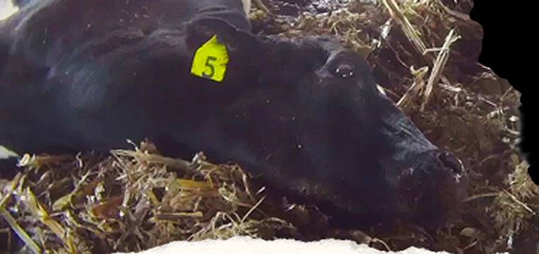 dairy cow