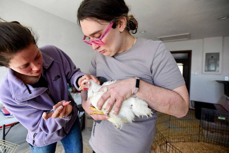 medicating chickens