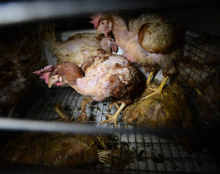 caged hens