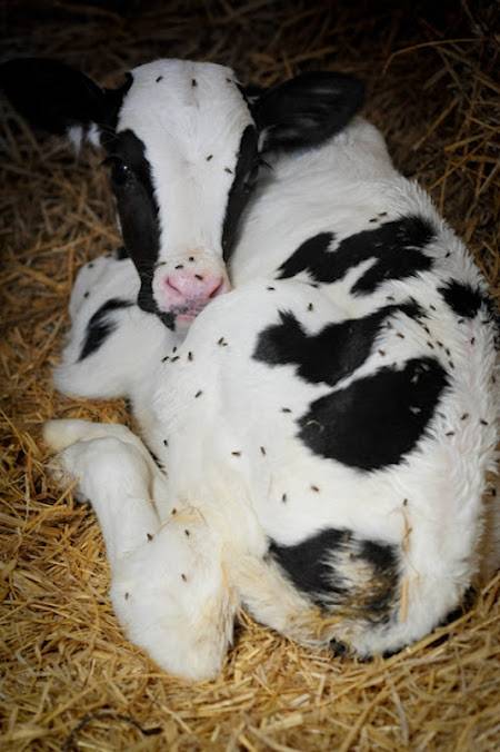 calf and flies