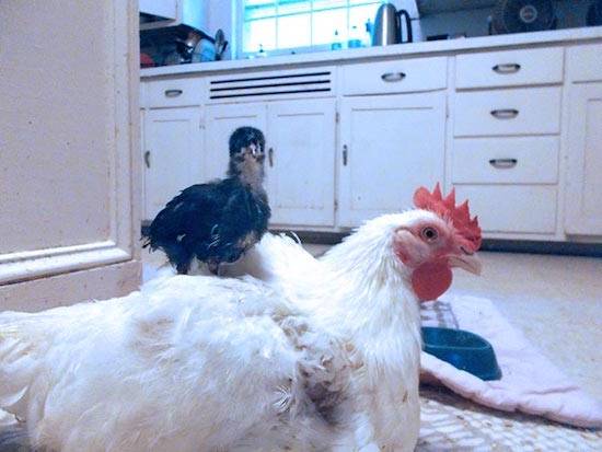 happy chickens