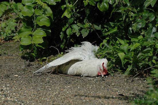 chickenperdue