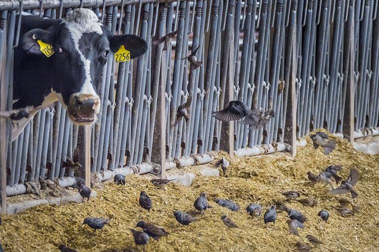 confined cow