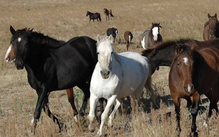 rocky hill wild horses
