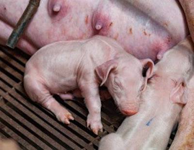 piglets