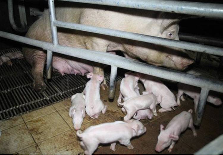 pig and piglets