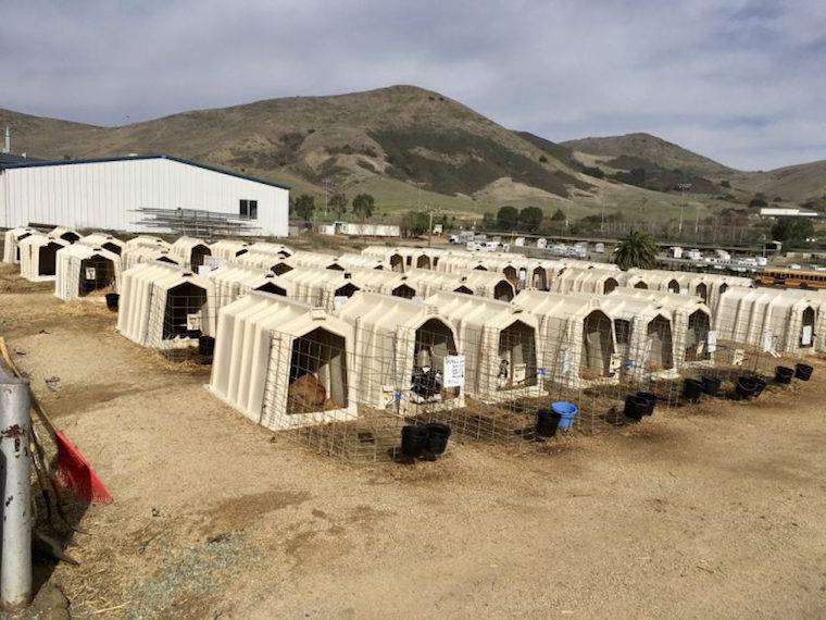 calf prisons