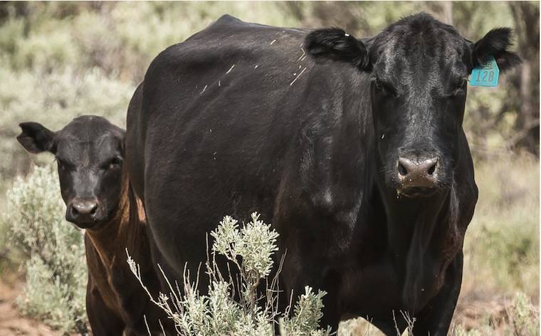 cow and calf