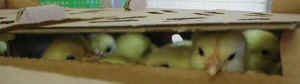 chicks hatchery