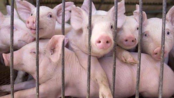 farmed pigs