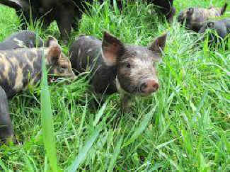 pig farms