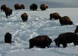 bison buffalo slaughter