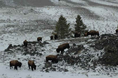 buffalo bison brucellosis