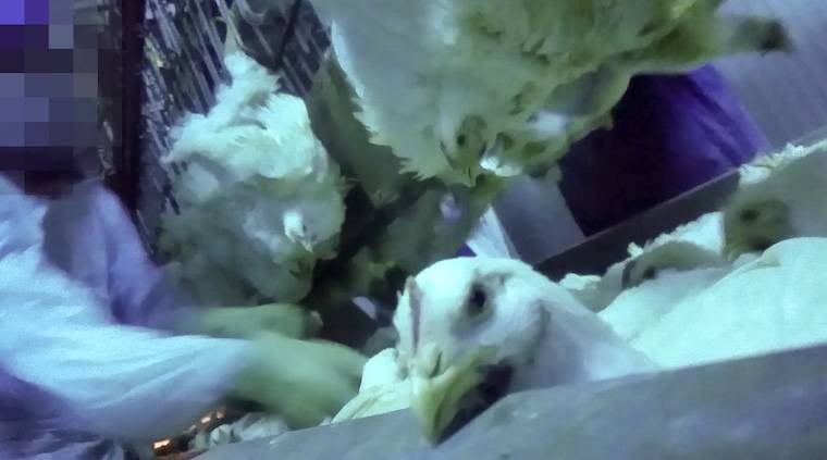 chicken slaughterhouse