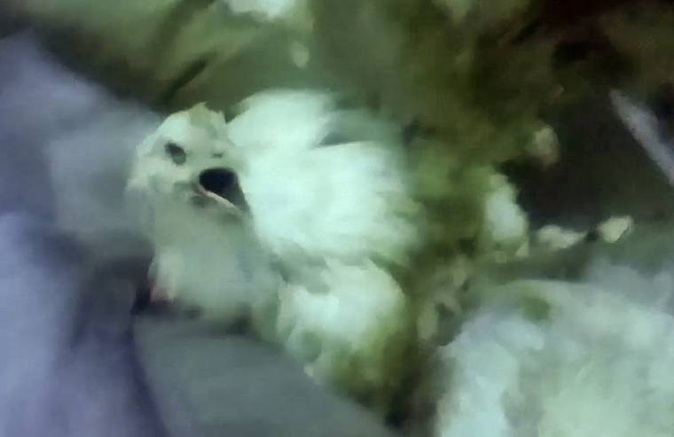 chicken in slaughterhouse