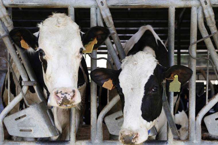 dairy cows