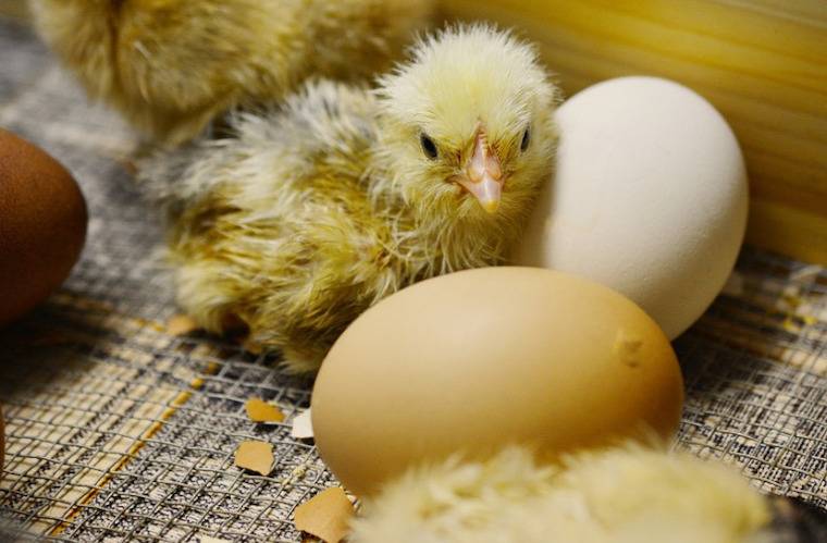 chick hatchery