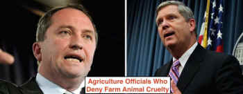 farmed animal cruelty