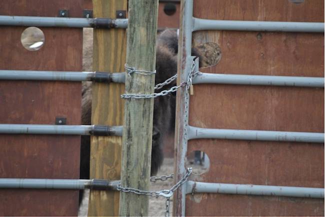 quarantined bison