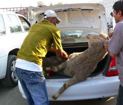 live export