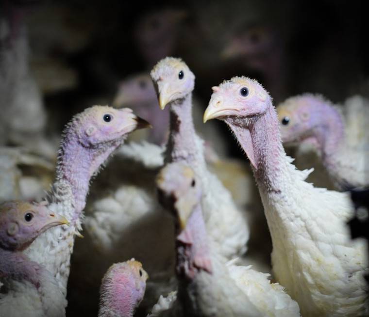 turkeys farmed
