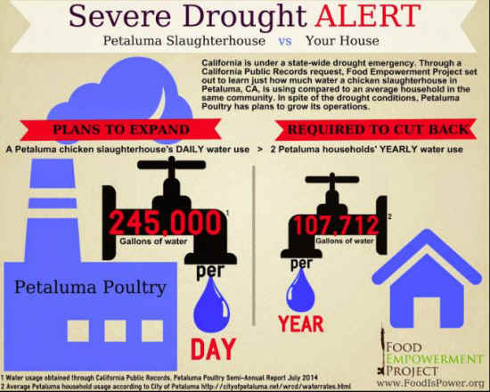 slaughterhouse water usage