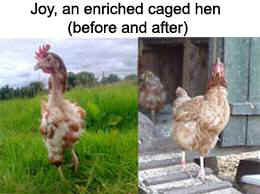 enriched cage hen