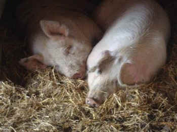 pigs Hope and Faith