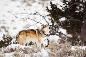 livestock overgrazing lobos