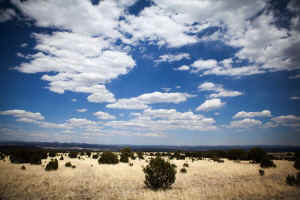 livestock grazing permit Gila