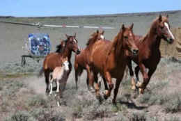 wild horse roundups
