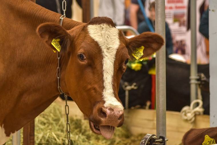 captive Cow