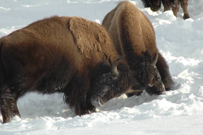 wild bison