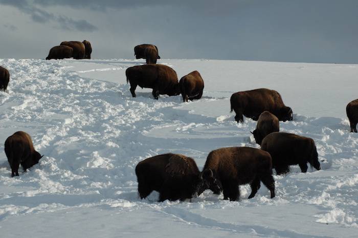 wild bison