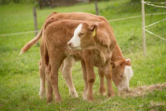 cow and calf
