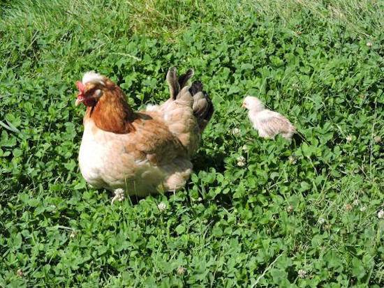 hen and chick