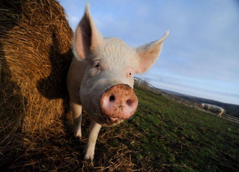 Pig