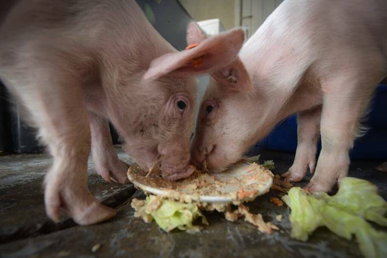 happy Pigs