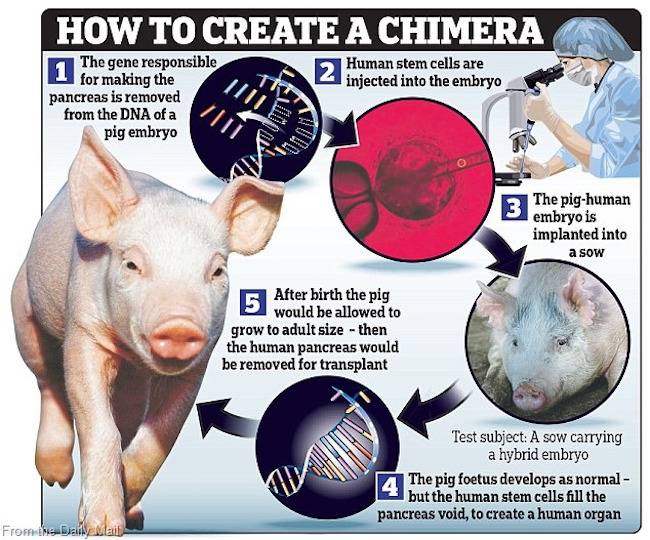chimera