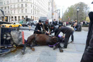 horse-drawn carriage NYC