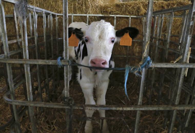 confined calf