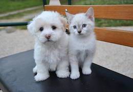 puppy and kitten