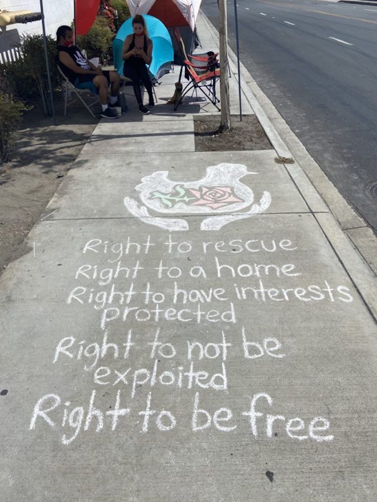 Rose's Law chalked