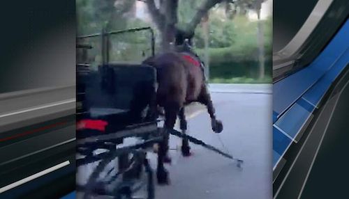 carriage horse Ervin