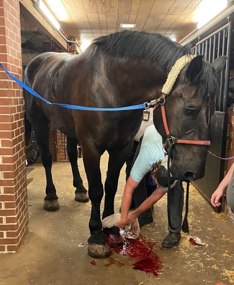 carriage horse Ervin