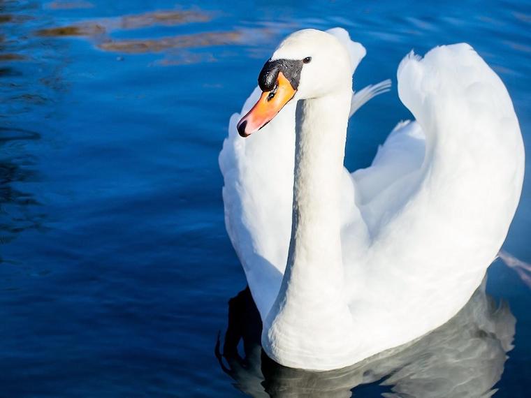 Swan