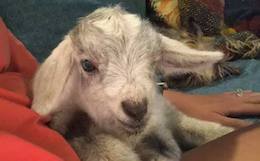 baby Goat