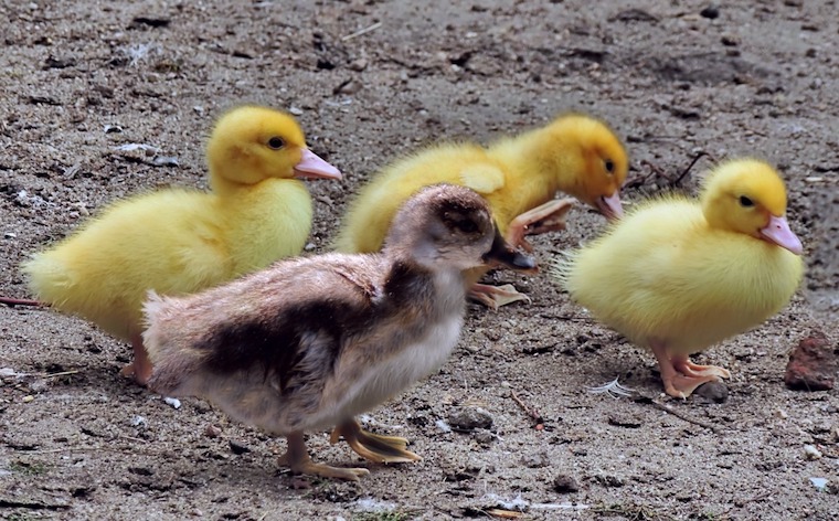 Ducklings