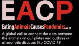 eating animals pandemics