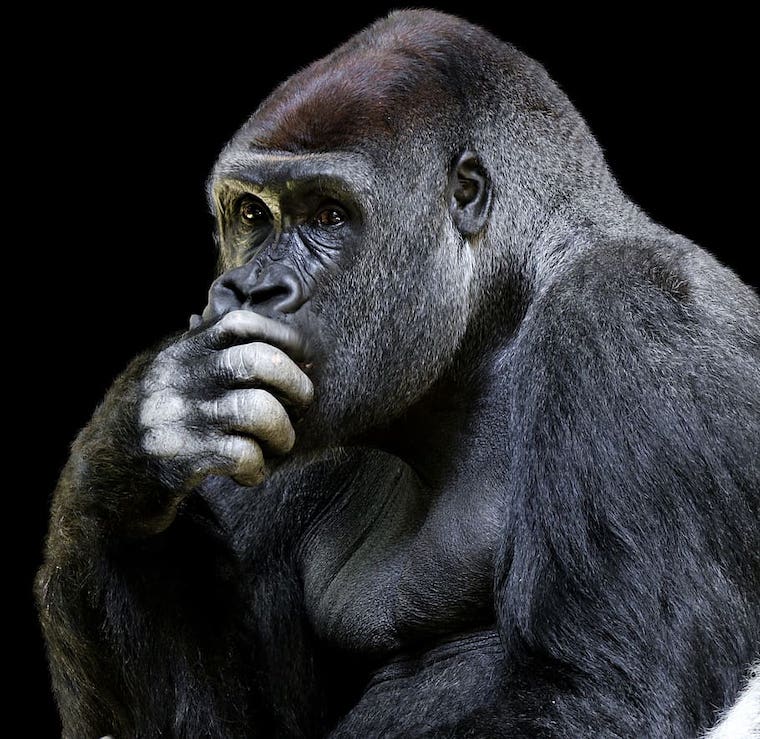 Gorilla